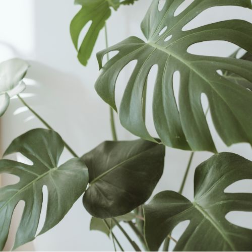 Natural Aesthetic Clinic Dereham Natural Aesthetic Clinic Dereham